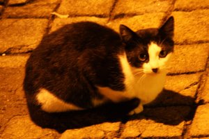 20091025_portotrip_51_cat1
